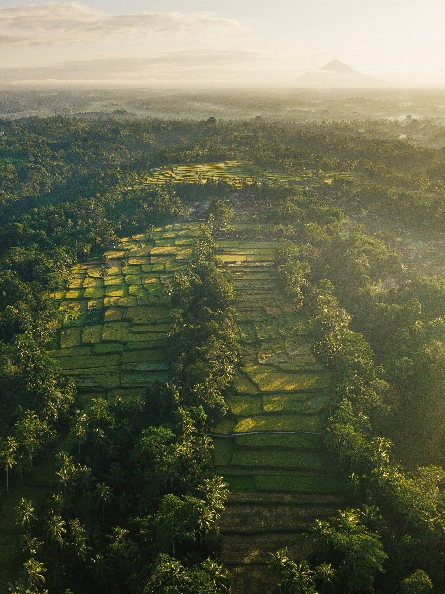 Tropical planting and natural materials throughout the Desa Hay grounds
